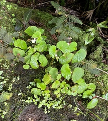 Begonia hirtella