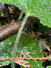 Tellima grandiflora