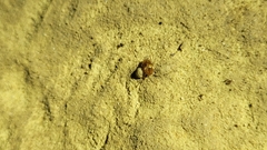 Ptomaphagus hirtus