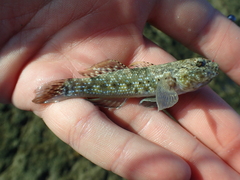 Bathygobius cocosensis