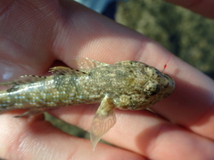 Bathygobius cocosensis