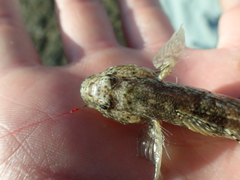 Bathygobius cocosensis