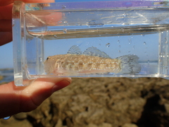 Bathygobius cocosensis