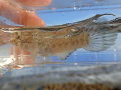 Bathygobius cocosensis