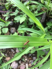 Riptortus linearis