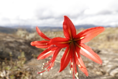 Hippeastrum morelianum