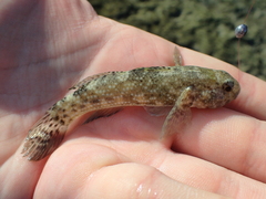 Bathygobius cocosensis