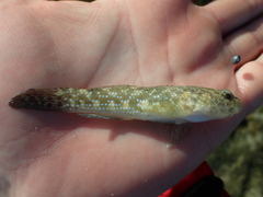 Bathygobius cocosensis