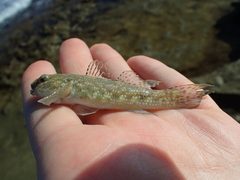 Bathygobius cocosensis