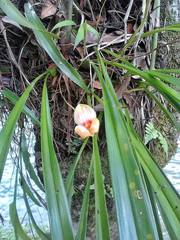 Maxillaria egertoniana