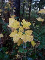 Ribes sanguineum