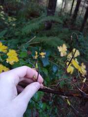 Ribes sanguineum