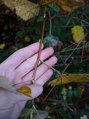 Ribes sanguineum