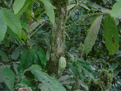 Theobroma cacao