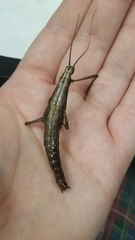 Anisomorpha buprestoides