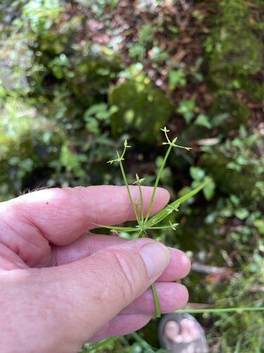Cyperus haspan observed 2022-11-24
