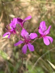 Pelargonium rodneyanum