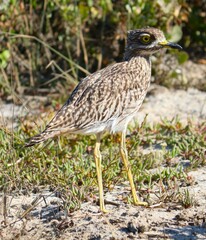 Burhinus capensis capensis