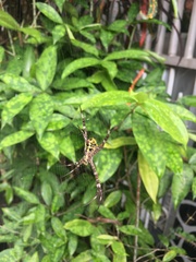 Argiope appensa
