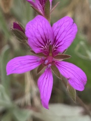 Pelargonium rodneyanum