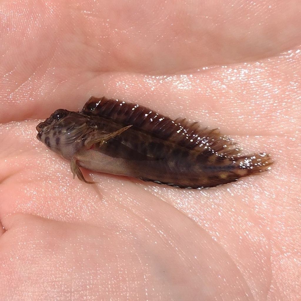 Florida blenny (Chasmodes saburrae) — Blenniidae