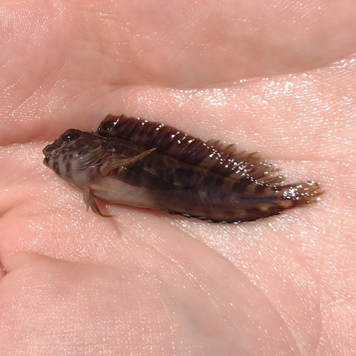 Florida-slijmvis (Chasmodes saburrae) — Blenniidae