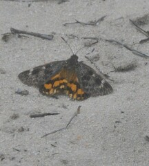 Synemon parthenoides