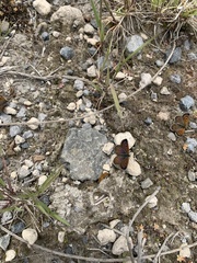 Lycaena boldenarum