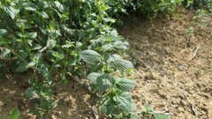 Spermacoce latifolia