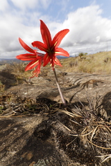 Hippeastrum morelianum