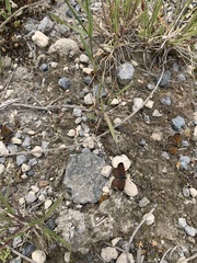 Lycaena boldenarum