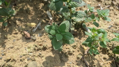 Spermacoce latifolia