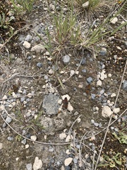 Lycaena boldenarum