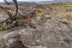 Hippeastrum morelianum