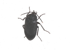 Penthe pimelia