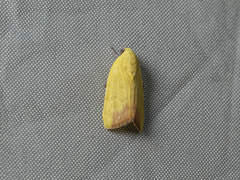 Earias