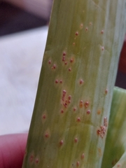 Pucciniaceae