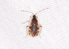 Ozophora picturata