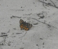 Synemon parthenoides