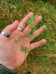 Lotus suaveolens