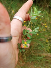 Lotus suaveolens