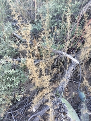 Dysphania graveolens