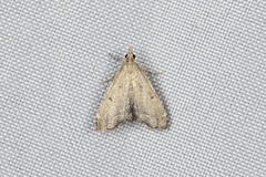 Diplopseustis perieresalis