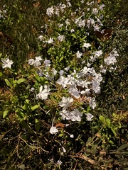 Myoporum parvifolium