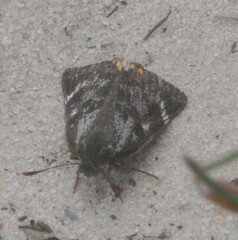 Synemon parthenoides