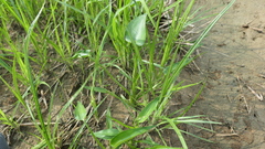 Pontederia vaginalis