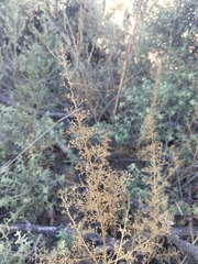 Dysphania graveolens