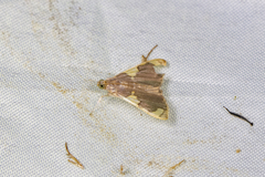 Rehimena phrynealis