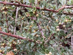 Ceanothus rigidus