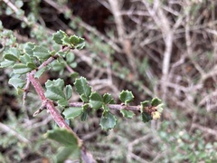 Ceanothus rigidus